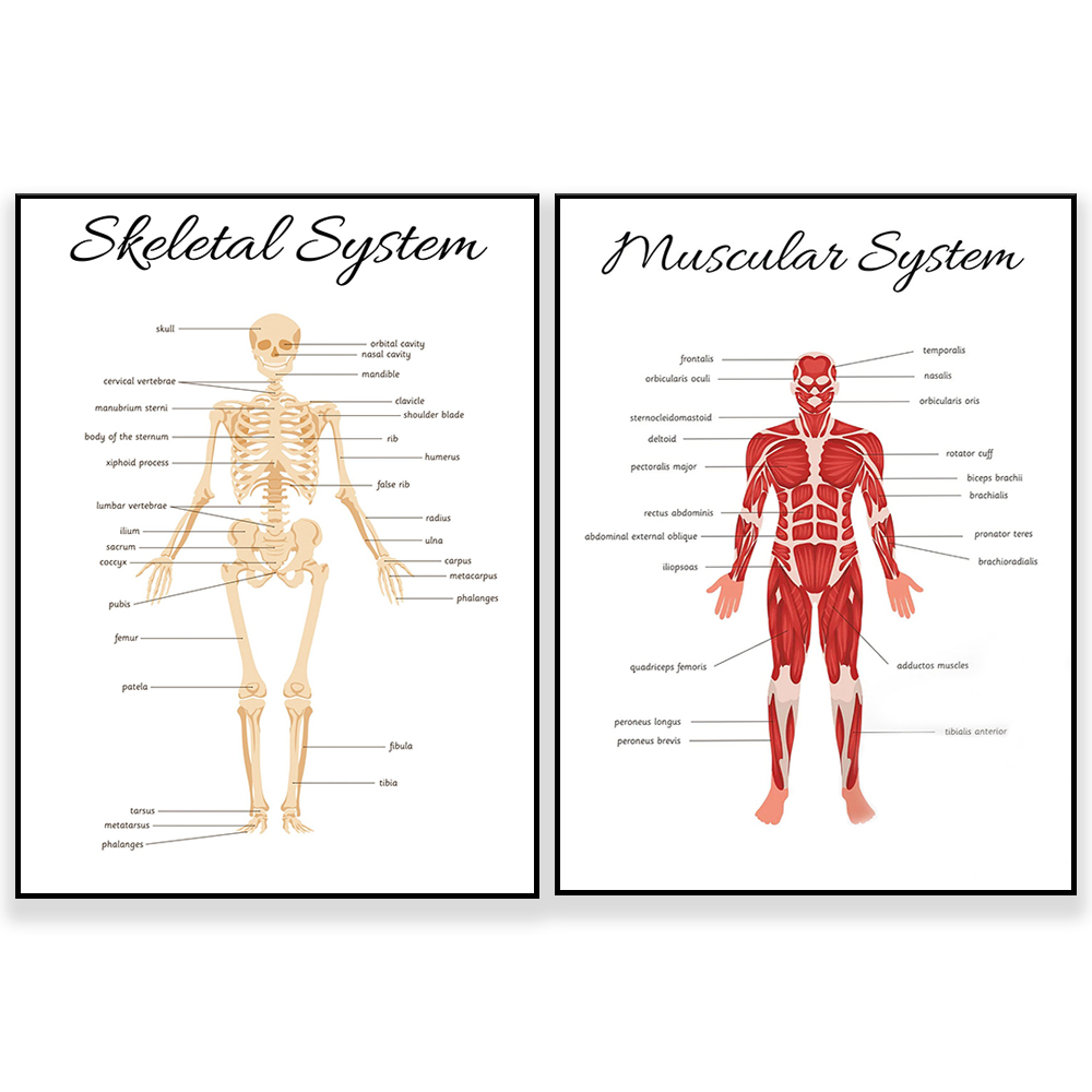 Kids Education System - SISTEMA SKELETALE • Poster educativo per